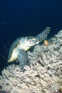 Turtle feeding on coral by Morgan Ashton 